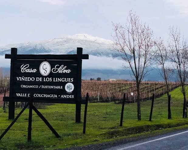 Tour Viña Casa Silva